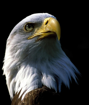 مداوای عقاب خوش شانس و احتمال به طبیعت با حمایت دوستداران محیط زیست + تصاویر