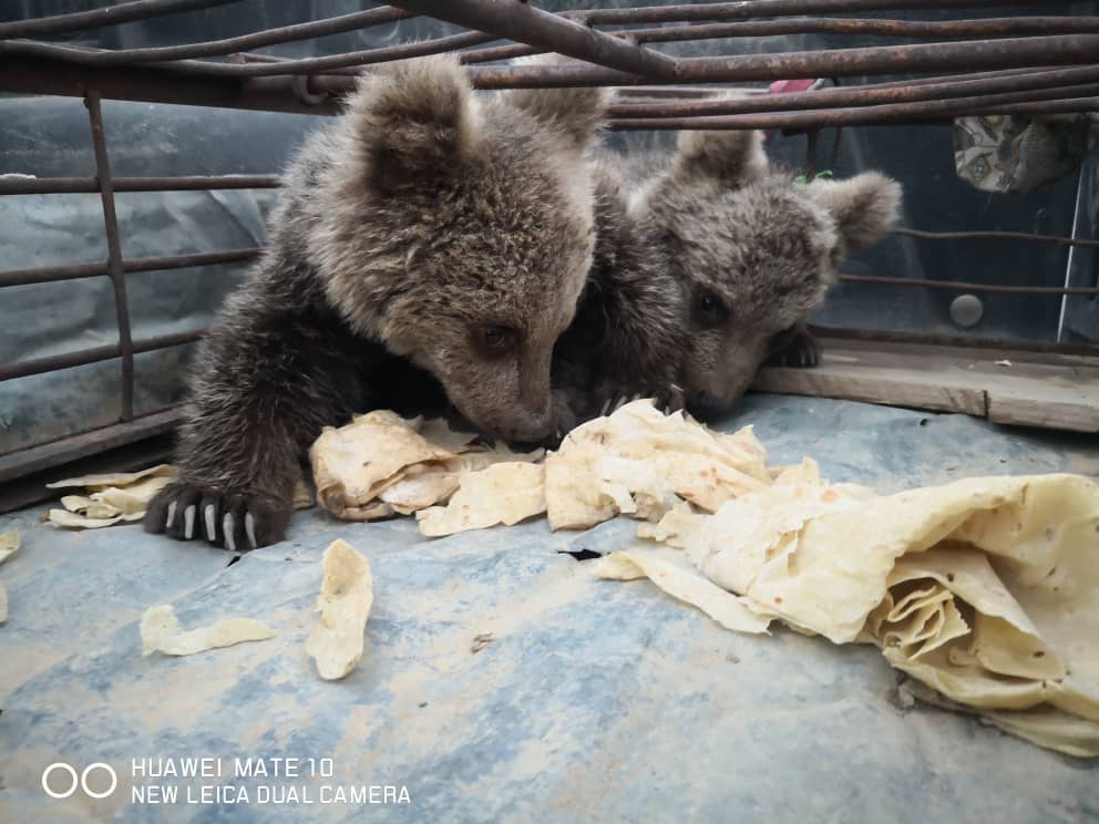 نگهداری و پرورش دو توله خرس در اندیکا تا زمان رهاسازی در طبیعت