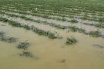 پرداخت ۹۱۰ میلیارد ریال خسارت به فعالان بخش کشاورزی در خوزستان