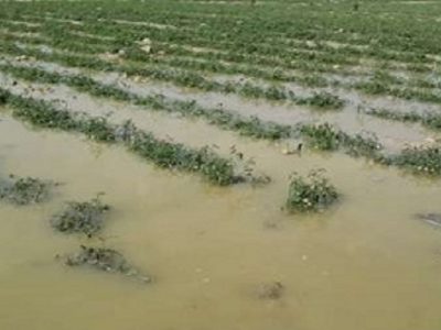 پرداخت ۹۱۰ میلیارد ریال خسارت به فعالان بخش کشاورزی در خوزستان