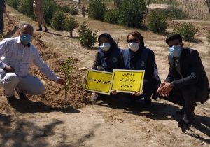 کاشت درختان مثمر در حمیدیه با مشارکت تشکل های محیط زیستی خوزستان