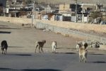 جولان سگ های بلاصاحب در شهر زنگ خطری برای سلامت شهروندان مسجدسلیمان