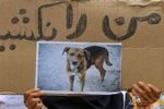 اعتراض به فراخوان شهرداری شوشتر برای اتلاف سگ های بلاصاحب