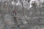 مهار آتش‌سوزی در ۵۰ هکتار از اراضی پارک ملی دز
