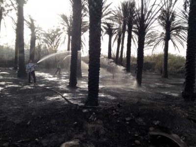 آتش زدن بقایای محصولات کشاورزی حادثه ساز شد