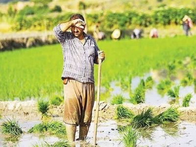 کشت برنج در خوزستان بر سر دوراهی/ آیا برنج هم از سفره‌ها پَر می‌کشد؟