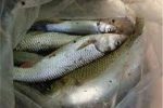 خوزستان قطب پرورش ماهیان گرمابی در کشور
