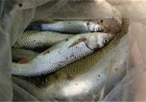 خوزستان قطب پرورش ماهیان گرمابی در کشور