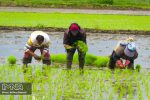 ممنوعیت کشت برنج در خوزستان علیرغم برنجکاری در اصفهان !؟