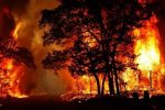 پشت پرده آتش سوزی در جنگل های ایران