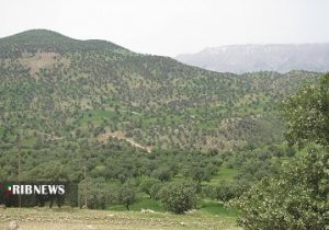 جنگل های بلوط خوزستان در چنگال آفات