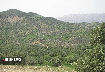 جنگل های بلوط خوزستان در چنگال آفات