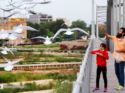 پرندگان مهاجر پل سفید اهواز و لزوم ساماندهی این جاذبه گردشگری-تفریحی