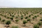 گسترش جنگل کاری اقتصادی در خوزستان در گرو توانمندسازی جوامع محلی