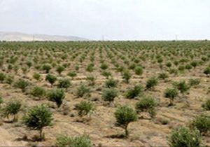 گسترش جنگل کاری اقتصادی در خوزستان در گرو توانمندسازی جوامع محلی
