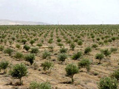 گسترش جنگل کاری اقتصادی در خوزستان در گرو توانمندسازی جوامع محلی