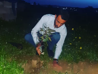 آخرین درخت کاری قرن همزمان با تحویل سال نو در اندیکا