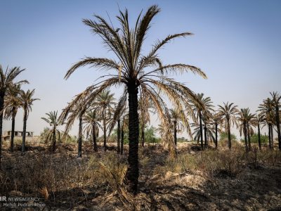 نخل‌ها در کنار نیشکر قد می‌کشند