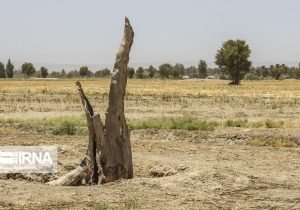 افزایش نگرانی ها از پایین آمدن سطح زیر کشت در استان و تولیدات کشاورزی خوزستان