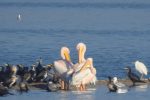 بحران آب تهدیدی برای زندگی پرندگان مهاجر در خوزستان