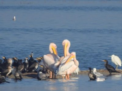 بحران آب تهدیدی برای زندگی پرندگان مهاجر در خوزستان