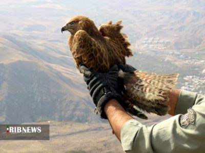 رها شدن پرندگان شکاری در طبیعت مسجدسلیمان
