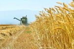 کشت مکانیزه گندم عامل تمایز کشاورزی خوزستان