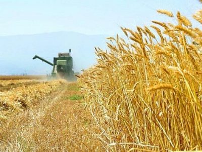 کشت مکانیزه گندم عامل تمایز کشاورزی خوزستان