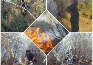 آتش غفلت منابع طبیعی خوزستان بر بیشه زارهای عقیلی و جنت مکان