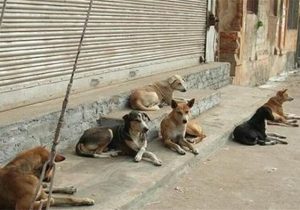 سگ‌های بلاصاحب در معابر، میدان‌ها و محلات شهرها جولان می‌دهند