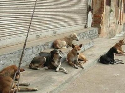 سگ‌های بلاصاحب در معابر، میدان‌ها و محلات شهرها جولان می‌دهند