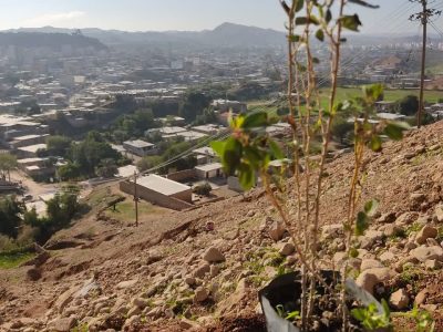 همزمان با روز هوای پاک، دوستداران طبیعت در مسجدسلیمان نهال کاشتند+تصاویر