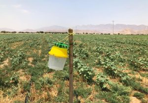 اجرای کنترل بیولوژیک آفات در باغات و مزارع خوزستان