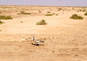 بامدژ، عروس تالاب های خوزستان در بی آبی مطلق !