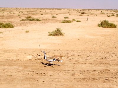 بامدژ، عروس تالاب های خوزستان در بی آبی مطلق !