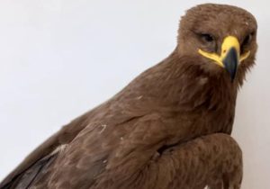تحویل دو پرنده شکاری به اداره محیط‌زیست مسجدسلیمان