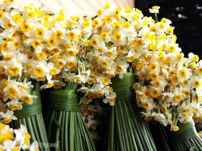 افزایش ۳۸ درصدی رشد تولید گل نرگس در خوزستان