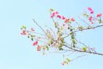 بهار و نسیم امید؛ فصلی برای بازسازی جان و جامعه