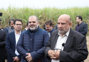 نیشکر شیرین کاشت