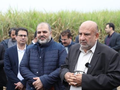 نیشکر شیرین کاشت