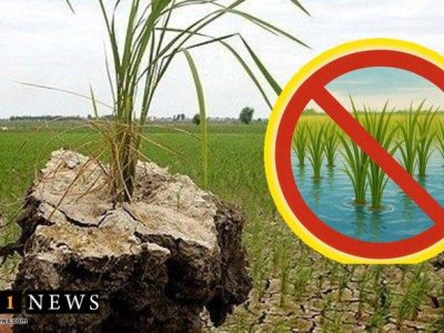 ذینفعان آب پشت سد و ممنوعیت کشت شالی!