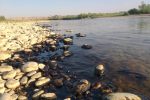 آلودگی نفتی به رودخانه جراحی رسید +ویدئو