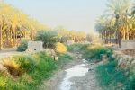 نخل‌های تشنه در سرزمین نفت؛ روایت تلخِ شادگان از بی‌آبی و بی‌توجهی