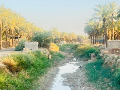 نخل‌های تشنه در سرزمین نفت؛ روایت تلخِ شادگان از بی‌آبی و بی‌توجهی