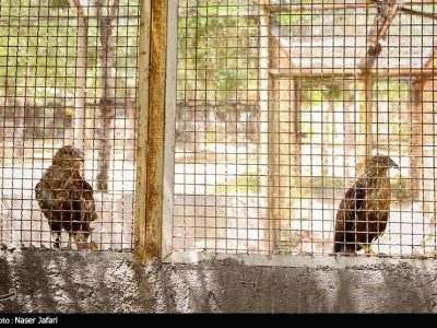 زخم پنهان بر پیکر طبیعت؛ قاچاق حیات وحش در ایران