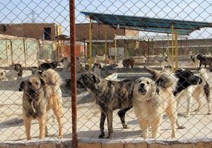 پیمانکار ساماندهی سگ های بلاصاحب کیست؟