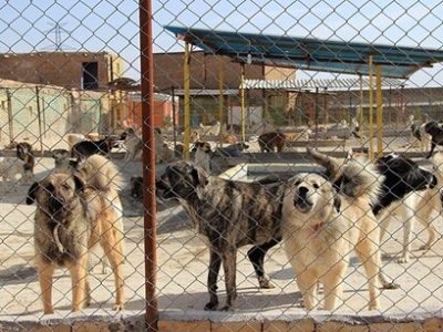 پیمانکار ساماندهی سگ های بلاصاحب کیست؟