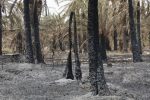 تاوانی که نخل ها دادند و صدایی که شنیده نشد