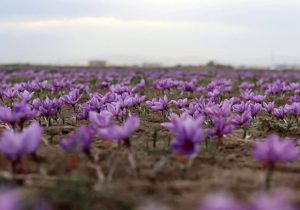 آغاز فصل کاشت زعفران در خوزستان