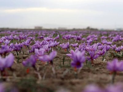 آغاز فصل کاشت زعفران در خوزستان